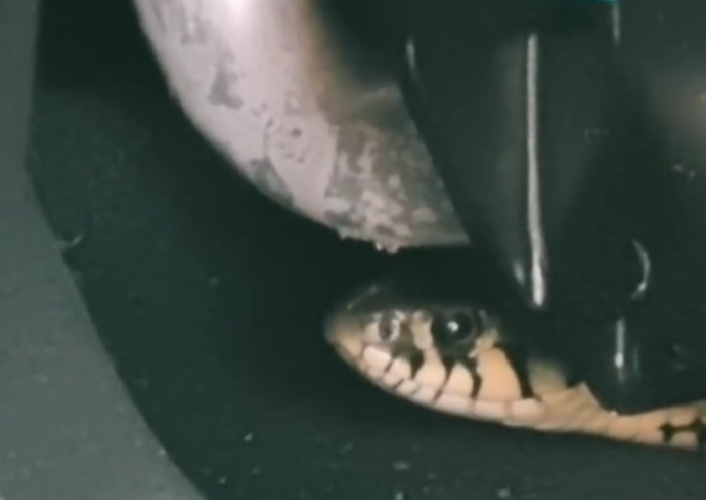 змея в машине