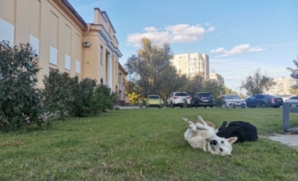 собаки высотная застройка