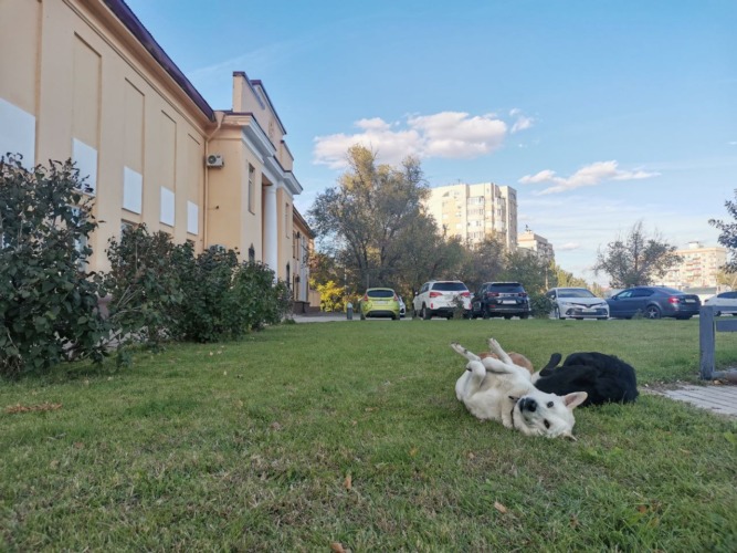 собаки высотная застройка