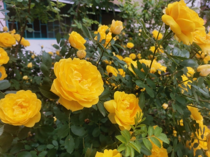 погода розы весна