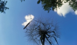 погода лето облака весна