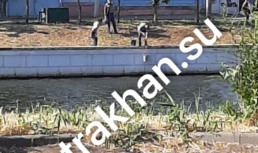 Астраханцы вынуждены своими силами поливать засыхающие деревья в городе Астраханцы вынуждены своими силами поливать засыхающие деревья в городе