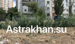 Во сколько администрации Астрахани обходится скос сорняков и камыша в городе?