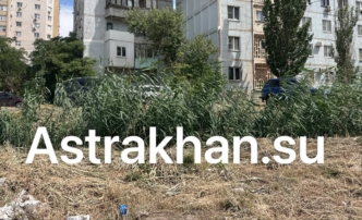 Во сколько администрации Астрахани обходится скос сорняков и камыша в городе?