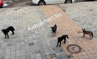 Астраханским зоозащитникам не удалось отстоять отсрочку собачьей смерти