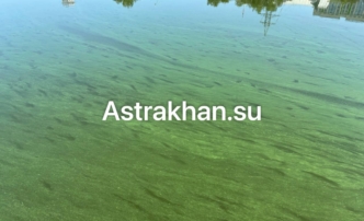 В астраханских каналах вода зацвела раньше срока