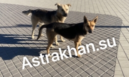 Сколько денег потратят на отлов собак в Астрахани