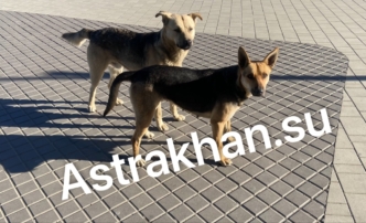 Сколько денег потратят на отлов собак в Астрахани