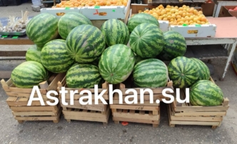 В Астраханской области появились первые местные  арбузы?