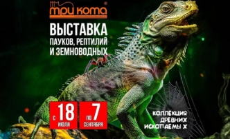 Выставка пауков «Тайна паутины»