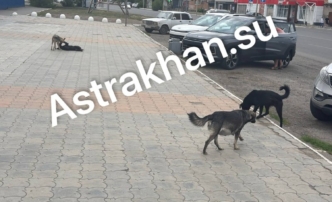 Стая собак держит в страхе астраханцев