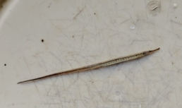 Астраханские рыбаки выловили в низовьях Волги редкого морского гостя