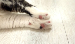 В Астраханской области выявлен новый очаг бешенства В Астраханской области выявлен новый очаг бешенства