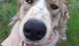 Более сотни астраханцев получили штраф за неправильный выгул собак