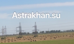 «Придется коров забивать»: астраханские фермеры переживают из-за подорожания сена Сено