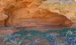 Уникальное растение обнаружено в Астраханской области Уникальное растение обнаружено в Астраханской области