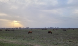 Астраханская прокуратура вернула муниципалитету невостребованные земельные участки Астраханская прокуратура вернула муниципалитету невостребованные земельные участки