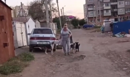 Прикормленная стая собак терроризирует жителей еще одного микрорайона в Астрахани
