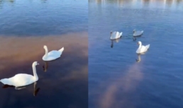 Администрация Астрахани проверила сигнал о раненом лебеде