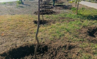 Около 500 деревьев высадили на улицах Астрахани