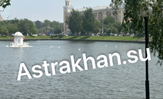 Стало известно, когда астраханские лебеди покинут знаменитое озеро