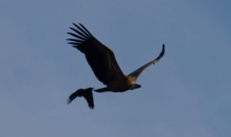 В Астраханском заповеднике заметили новые и редкие виды птиц В Астраханском заповеднике заметили новые и редкие виды птиц