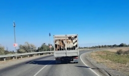 На территории Астраханского газоперерабатывающего завода замечены незваные гости