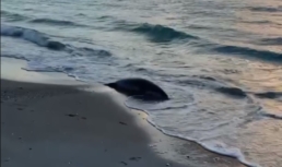 На берегу Каспийского моря нашли 112 мертвых тюленей