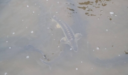 В Астраханской области открылась новая осетровая ферма