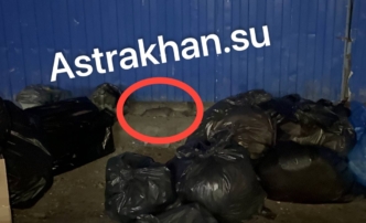 Жизнь в&nbsp;кошмаре: крысы и&nbsp;клопы атаковали дома и&nbsp;ТЦ в&nbsp;Астрахани