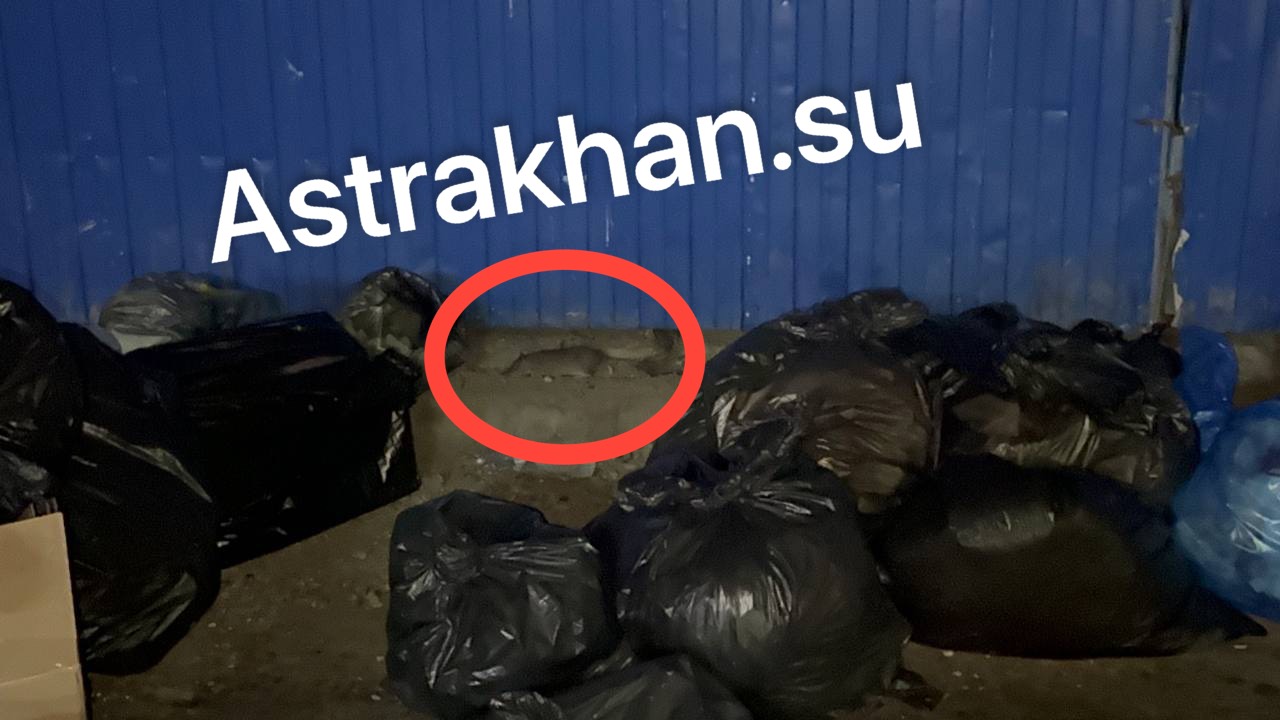 Жизнь в кошмаре: крысы и клопы атаковали дома и ТЦ в Астрахани