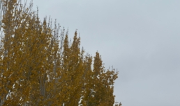 Какая погода ждет астраханцев 7 декабря Какая погода ждет астраханцев 7 декабря