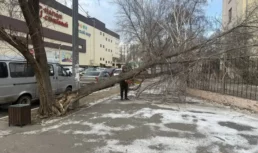 В Астрахани сильный ветер валит деревья В Астрахани сильный ветер валит деревья