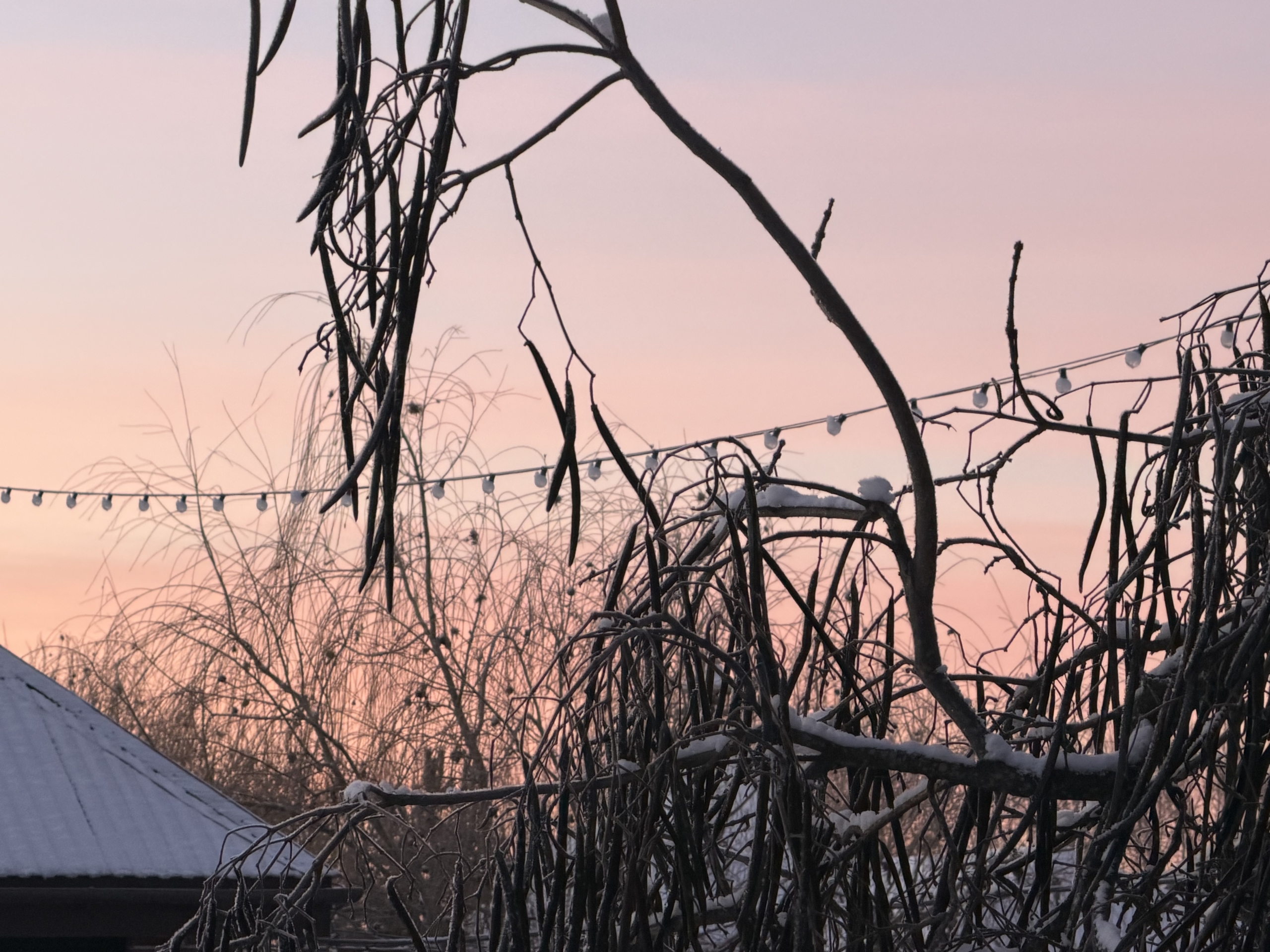 27 декабря в Астраханской области ожидается плюсовая температура воздуха