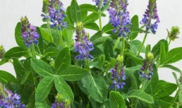 Строительство агрокомплекса по выращиванию и переработке люцерны в Астраханской области столкнулось с проблемой