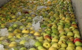 В Астраханской области начали выпускать яблочное пюре