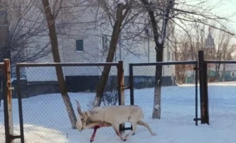 Астраханские ученые просят граждан не трогать сайгаков, которые забрели в&nbsp;городскую черту