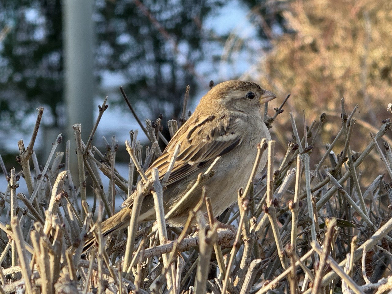 4 января даст астраханцам немного отдохнуть от мороза
