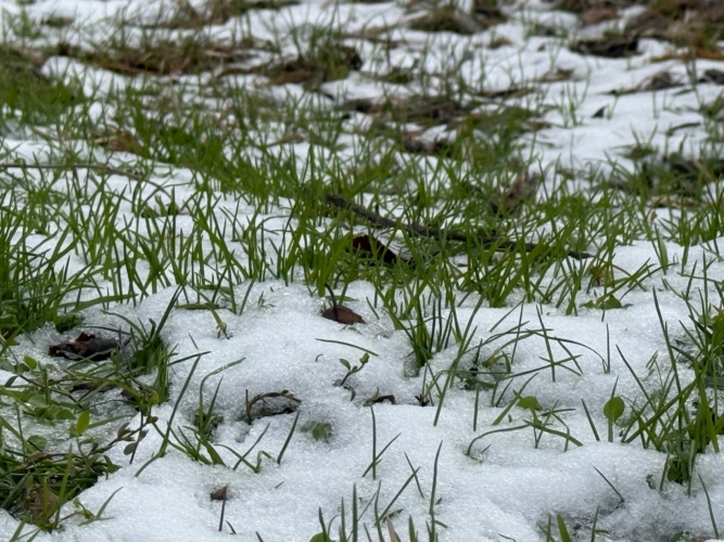 Трава в снегу