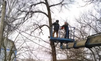В Астрахани продолжается опиловка деревьев