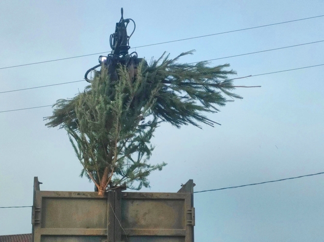 Выбросить ель