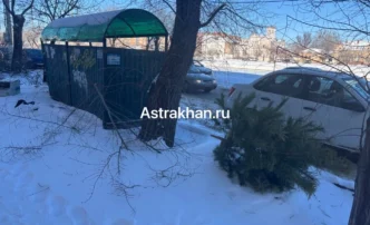 Астраханцам грозит штраф за выброшенные елки