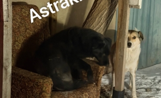 Собаки из золота: стало известно, во сколько обойдется отлов 550 безнадзорных животных в&nbsp;Астрахани