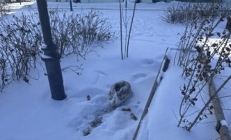 В Астрахани у&nbsp;Дворца бракосочетаний спасли лебедя