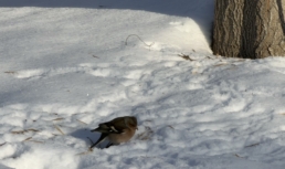 Снег с дождем, гололед, сильный мороз: астраханцев предупреждают о резком ухудшении погоды Снег с дождем, гололед, сильный мороз: астраханцев предупреждают о резком ухудшении погоды