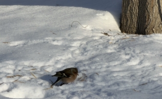 Снег с&nbsp;дождем, гололед, сильный мороз: астраханцев предупреждают о&nbsp;резком ухудшении погоды