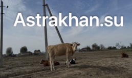 В Астраханской области на штрафстоянке для сельхозживотных ввели карантин по бруцеллезу