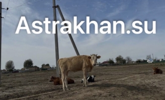 В Астраханской области на штрафстоянке для сельхозживотных ввели карантин по бруцеллезу