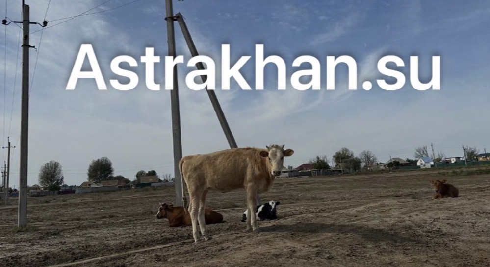 В Астраханской области на штрафстоянке для сельхозживотных ввели карантин по бруцеллезу