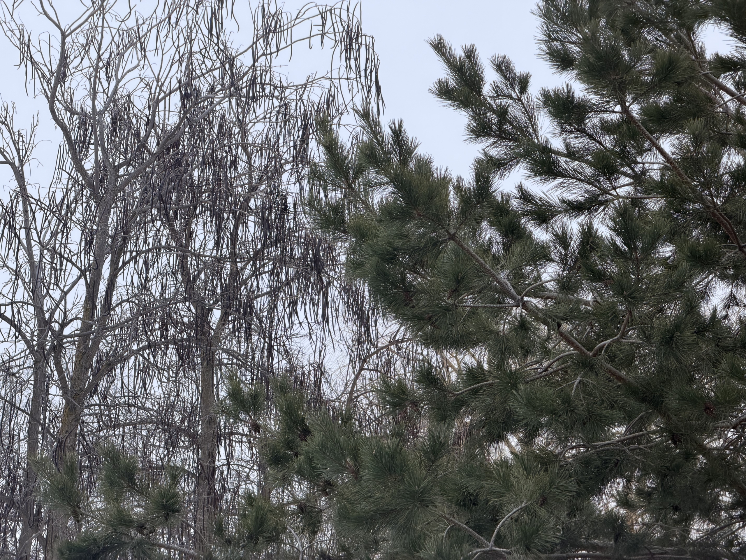 1 февраля в Астраханской области ожидается потепление